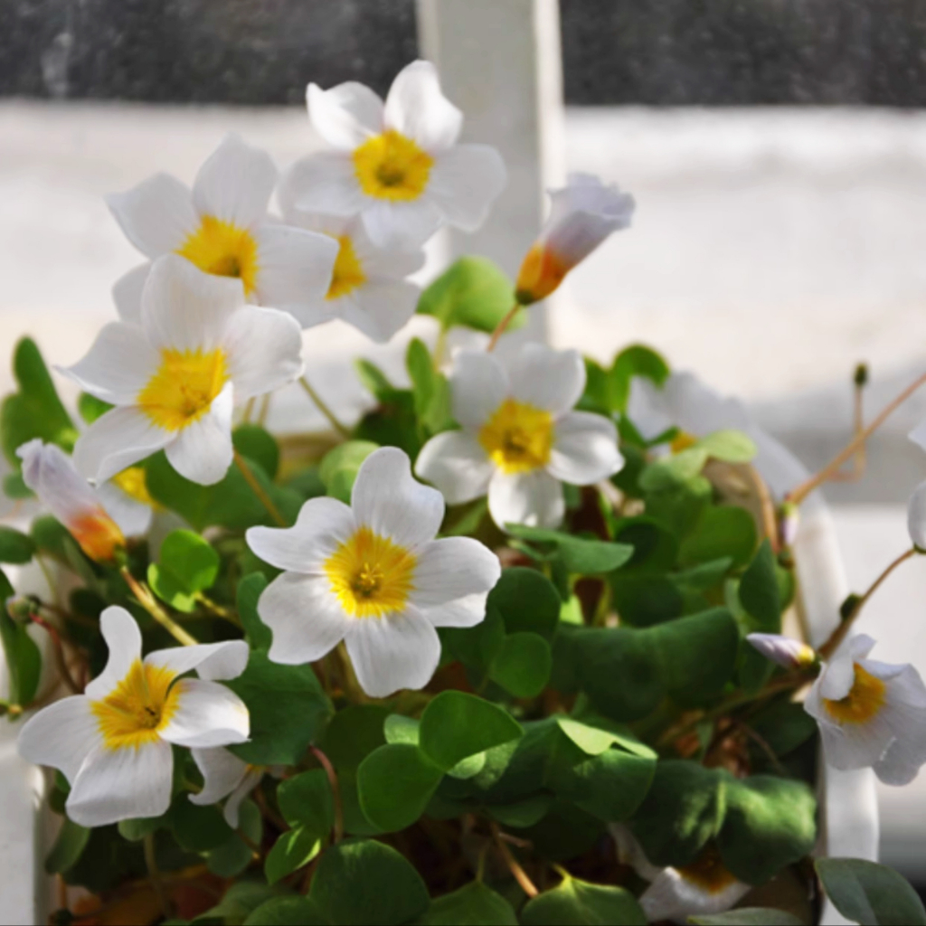 Oxalis simplex ออกซาลิสซิมเพล็กซ์ | Shopee Thailand
