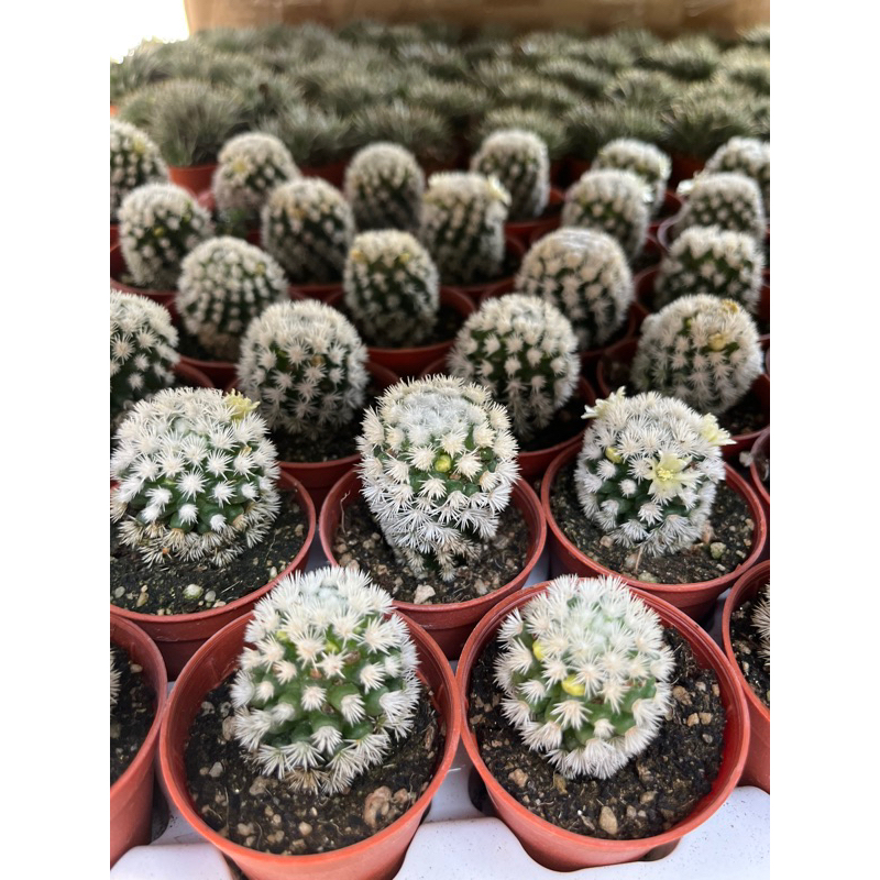 mammilaria-snow-cactus