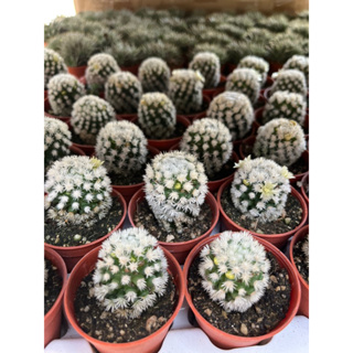 Mammilaria Snow Cactus