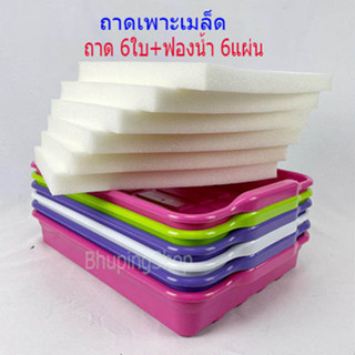 ส่งไว!!ขายถูก!! ถาดใส่ฟองน้ำ เพาะเมล็ด คละสี 6ใบ + ฟองน้ำ 6แผ่น  | ถาดเพาะกล้า ถาดเพาะเมล็ด ฟองน้ำปลูกผักไฮโดรโปนิกส์