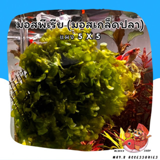 มอสพีเรีย Pelia moss | แผง 5 x 5