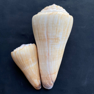 เปลือกหอยสังข์ทรงกรวยสีเหลือง big conus shell 7-13cm huo ju yu luo
