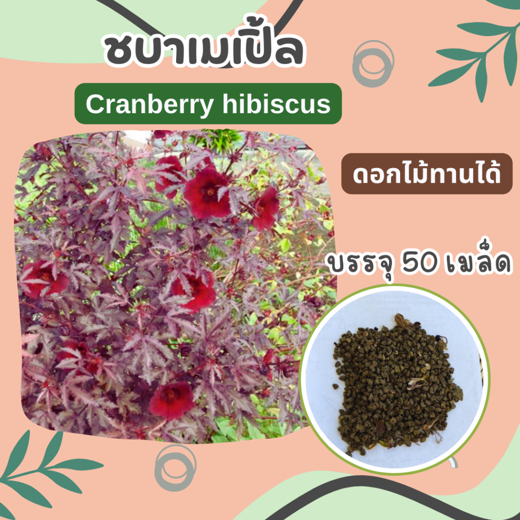 เมล็ดชบาเมเปิ้ล-50-เมล็ด-cranberry-hibiscus
