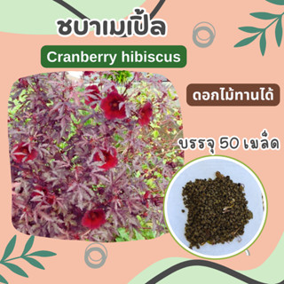 เมล็ดชบาเมเปิ้ล 50 เมล็ด Cranberry hibiscus