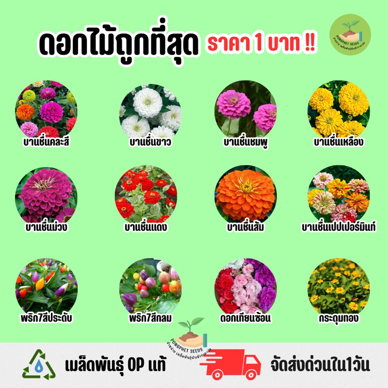 ราคาถูกที่สุด-เมล็ดพันธุ์ดอกบานชื่นและดอกไม้ประดับอื่นๆ