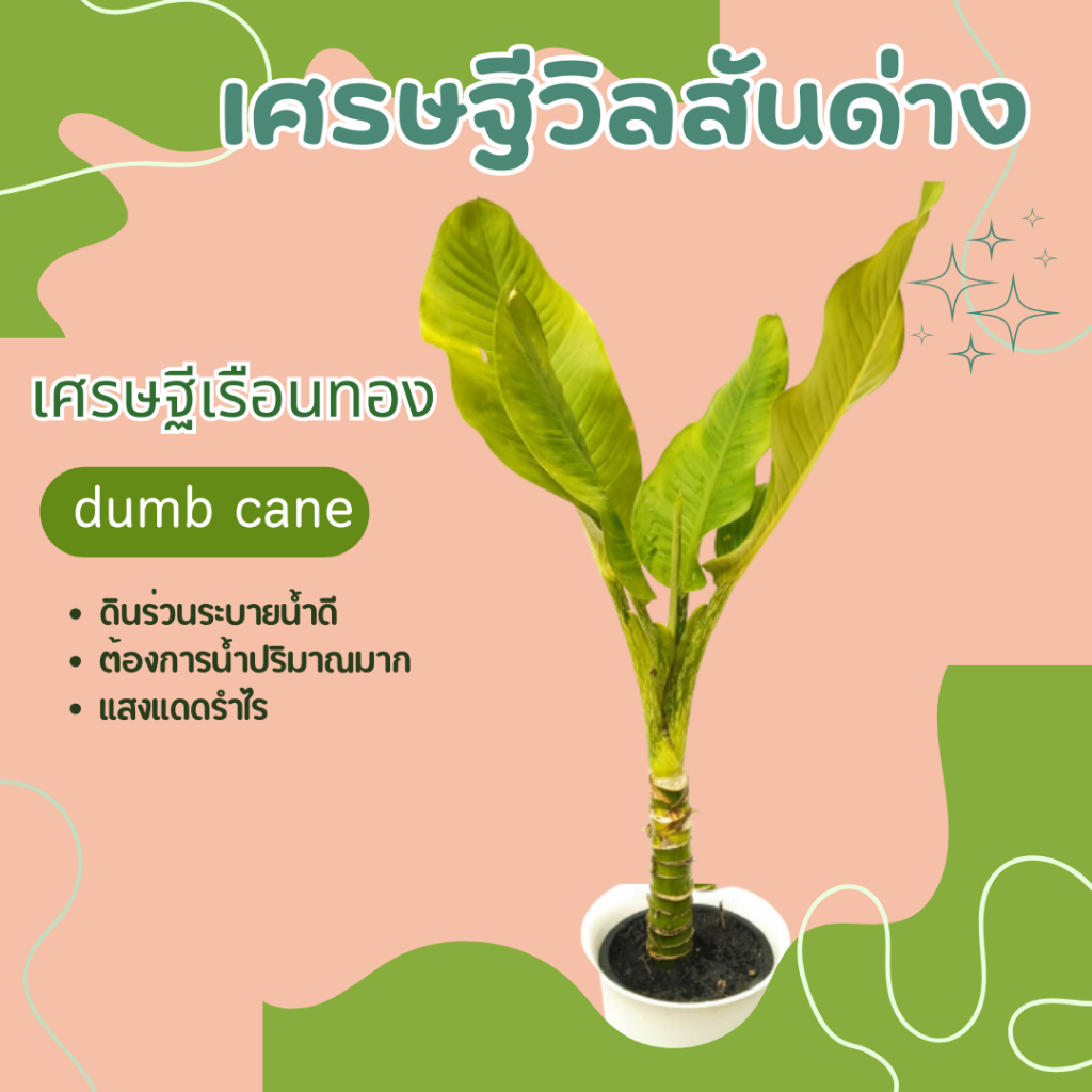 เศรษฐีวิลสันด่าง-เศรษฐีเรือนทอง-dumb-cane-mother-in-laws-tongue-and-leopard-lily