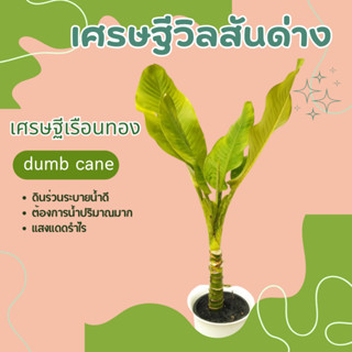 เศรษฐีวิลสันด่าง เศรษฐีเรือนทอง dumb cane, mother-in-laws tongue and leopard lily