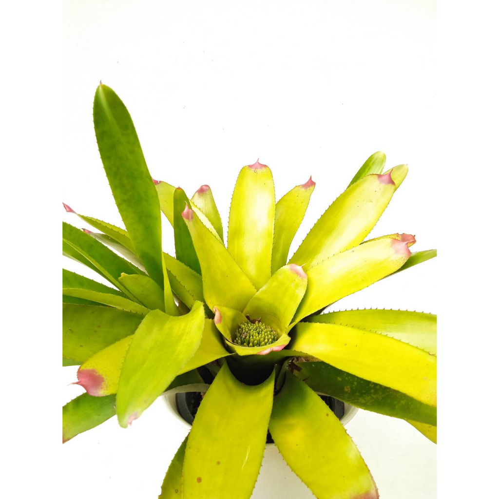 สับปะรดสี-หรือบรอมีเลียด-bromeliad-ไม้ประดับ-โตช้า-ทนแล้ง