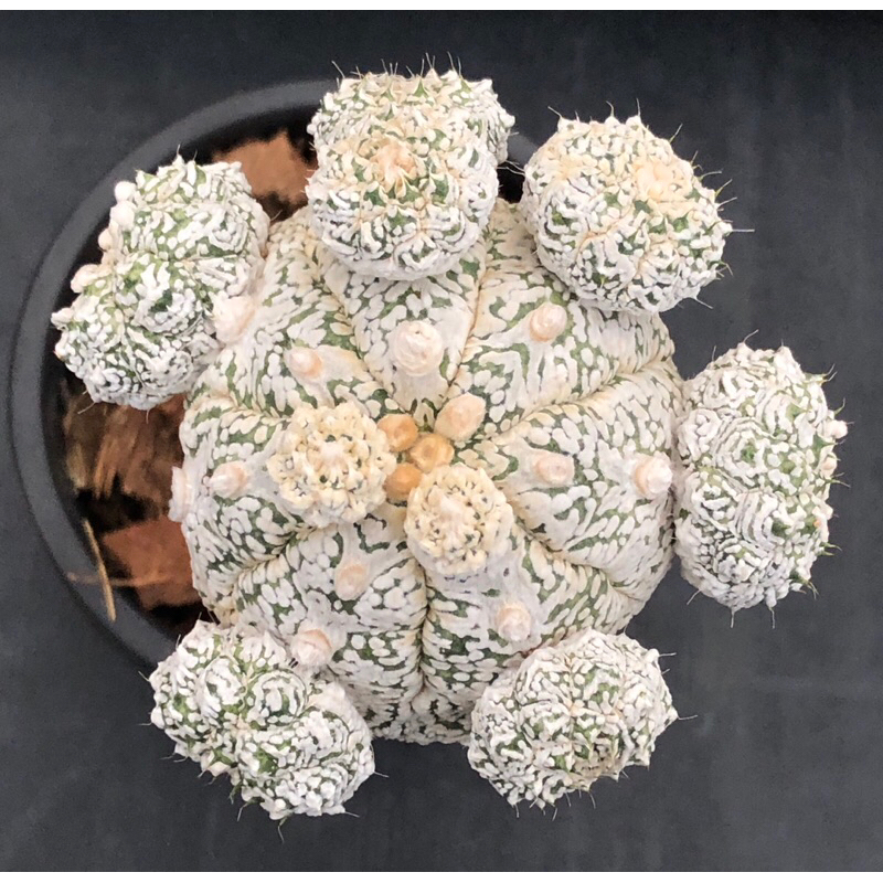 พร้อมส่ง-แคคตัส-แอสโตร-สโนว์-astrophytum-snow-cactus-ไม้กราฟ-จำนวน-1-ต้น