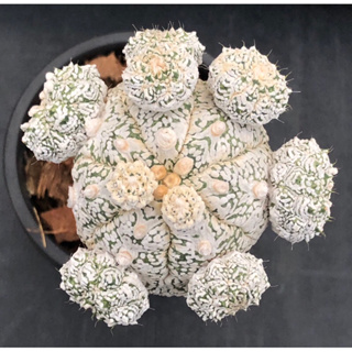 [พร้อมส่ง]🌵 แคคตัส แอสโตร สโนว์ astrophytum snow cactus ไม้กราฟ จำนวน 1 ต้น