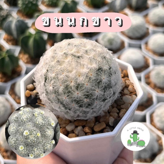 🌵 A Little cactus🌵| ขนนกขาว กระบองเพชร แคคตัส