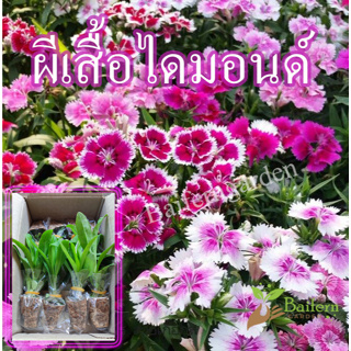 ต้นกล้าดอกผีเสื้อไดมอนด์คละสี ดอกไม้กินได้ รากเยอะพร้อมปลูกออกดอกตลอดทั้งปี