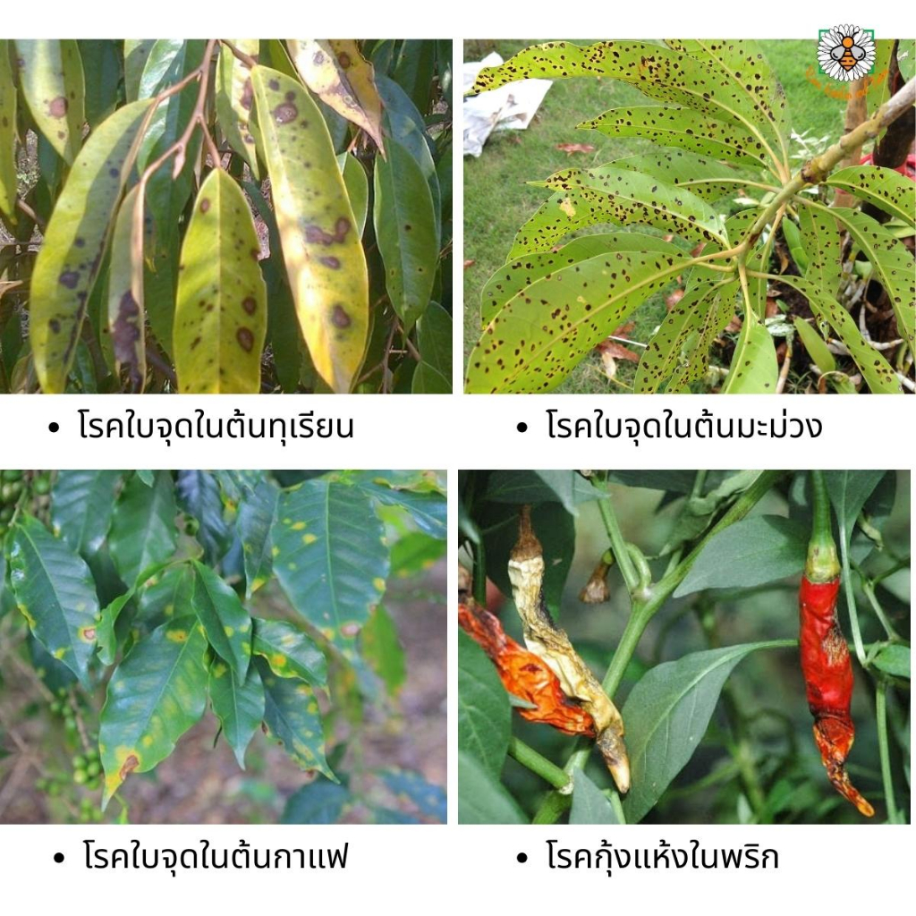 ฟังกูราน-โอเอช-สารป้องกันกำจัดโรคพืชที่เกิดจากเชื้อราและแบคทีเรีย-สูตรทนฝน-ขนาด-100-กรัม