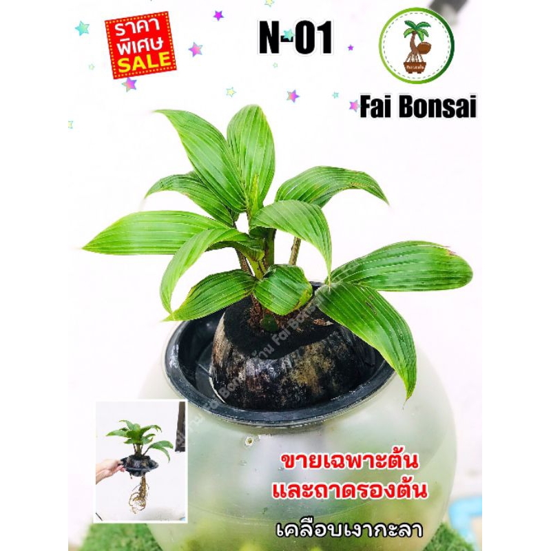 มะพร้าวบอนไซ-ร้านฝ้ายบอนไซ-fai-bonsai-แบบเลี้ยงได้ทั้งในน้ำและในดินรากยาวพร้อมปลูก-ฟรี-ถาดรองต้น