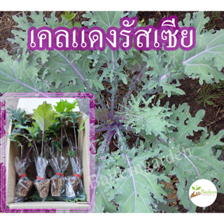 ต้นกล้าเคลแดงรัสเซีย รากแน่นต้นแข็งแรง สินค้าพร้อมส่ง