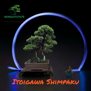 บอนไซ shimpaku itoigawa สนชิมปากุ อิโตอิกาว่าบอนไซสน shimpaku itoigawa ส่งพร้อมกระถางจีน เหมาะสำหรับปลูกเลี้ยงเป็นงานอดิ