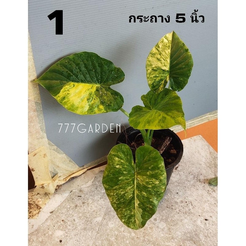 บอนหูช้างด่างเหลือง-alocasia-gageana-aurea-variegated-ในกระถาง-4-5นิ้ว-รากเดินดี