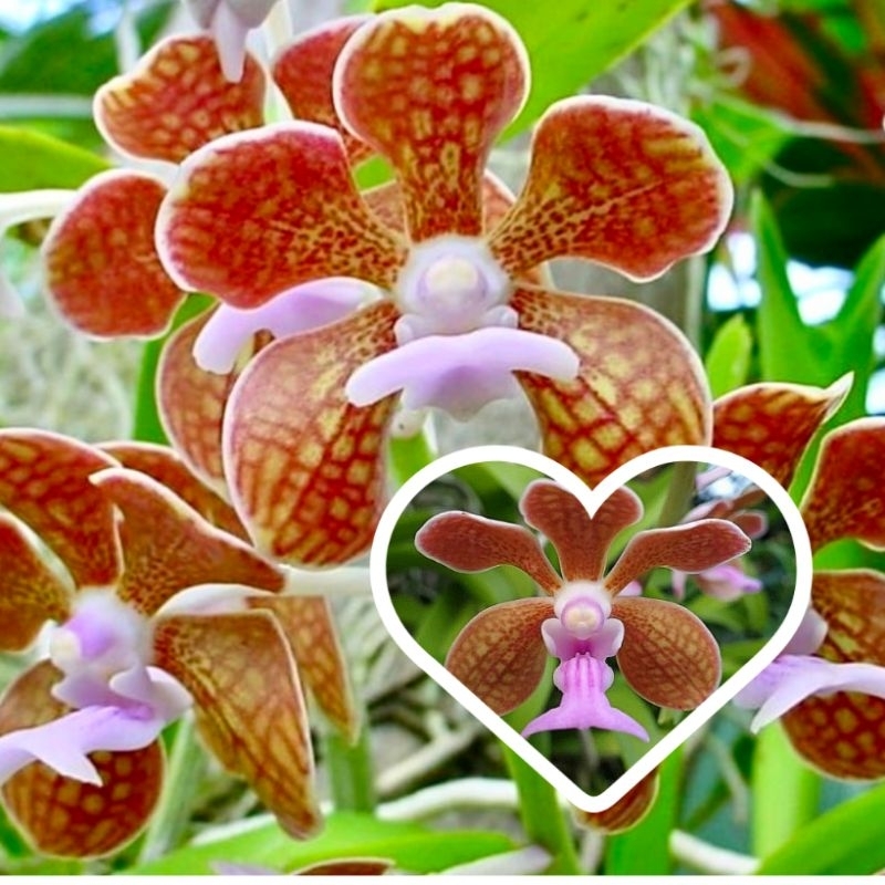 กล้วยไม้เอื้องสามปอยชมพู-vanda-bensonii-batem