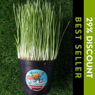 หญ้าเเมว ต้นอ่อนข้าวสาลี (Wheatgrass) สำหรับสัตว์เลี้ยง น้องหมา เเมว หนู กระต่าย