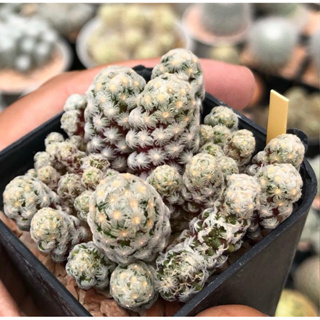 💖💖 Mammillaria theresae Montrose Cristata เทเรเซ่มอนส์คริสมาค่า หายาก ทำยากมาก ก ไก่ ล้านตัว😑