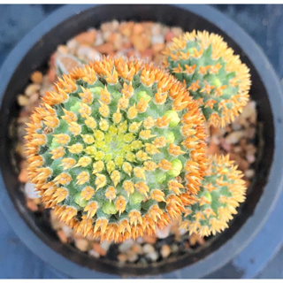 [พร้อมส่ง]🌵 แคคตัส แมม บรู mammillaria camptotricha cv. Bru cactus ไม้กราฟ จำนวน 1 ต้น