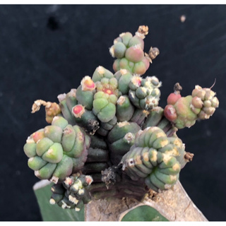 [พร้อมส่ง]🌵 แคคตัส ยิมโน มอนส์ gymnocalycium montrose cactus ไม้กราฟ จำนวน 1 ต้น