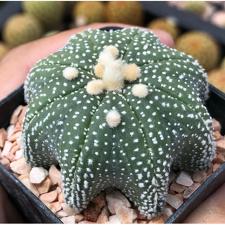 🐡🦀🦑น้องแมงกะพรุน ฟอร์มยกฝุดๆ🏝😳🌟⭐️Astrophytum asterias "Star shape”  สวยเอวเว้า ทรงแป้น❤️❤️