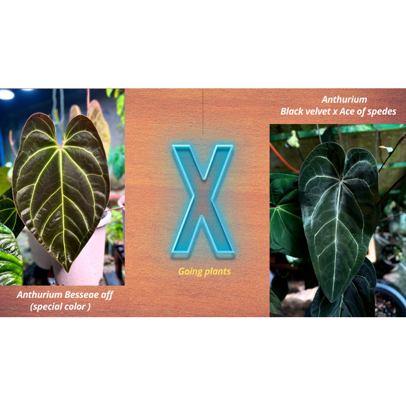 Anthurium Besseae aff x (Black velvet x Ace of spades) Shopee Thailand