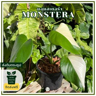 ส่งฟรี มอนสเตอร่าด่าง monstera albo ต้นจริงตามรูป