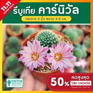 รีบูเทีย คาร์นิวัล รีบูเทีย ดอกชมพู (Rebutia) แคคตัส กระบองเพชร สายดอก