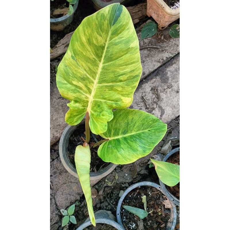 Philodendron jungle fever variegated Shopee Thailand