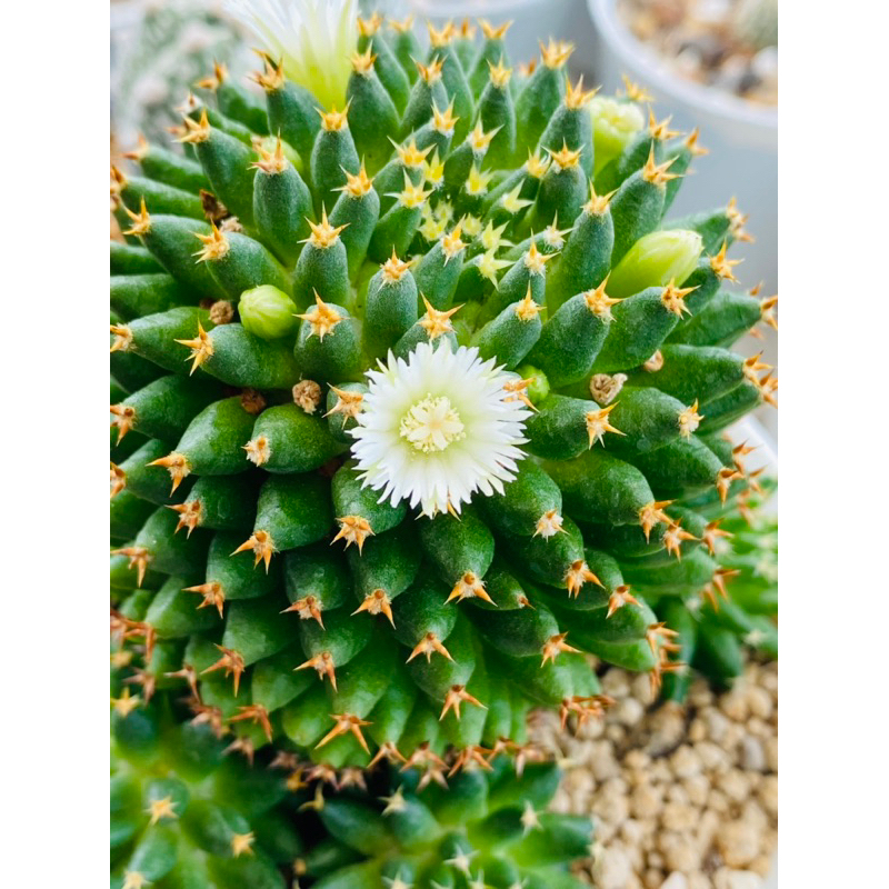 mammillaria camptotricha cv. Bru cactus   3-4 | Shopee Thailand