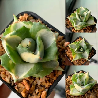 อากาเว่ด่างแคระ (Agave isthmensis Ohi Raijin variegata) ไม้อวบน้ำ จากเรือนแคคตัสสุราษฎร์ธานี photo