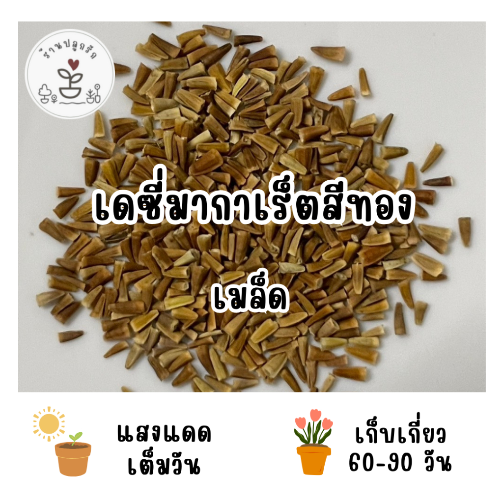 LXG : เมล็ดพันธุ์ ดอกเดซี่มากาเร็ตสีทอง (Golden Marguerite) 200 เมล็ด ...