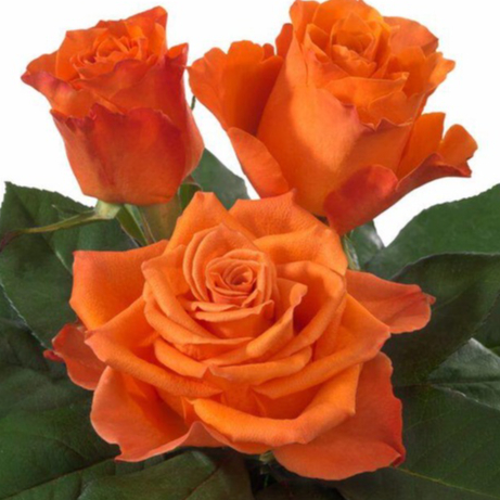 10 เมล็ด กุหลาบ Intermediate Hybrid Tea Rose สายพันธุ์ Morangie สีส้ม ...