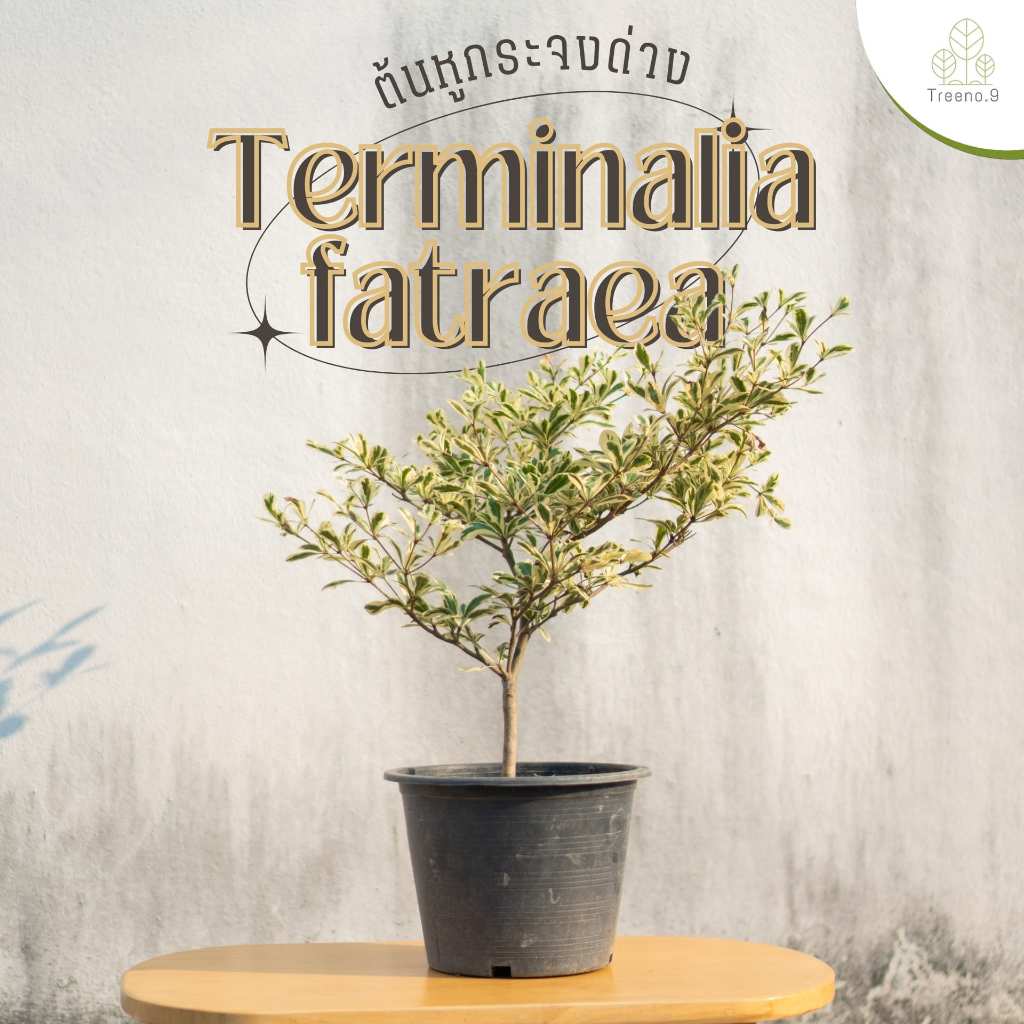 Treeno.9 T47 หูกระจงด่าง (Terminalia fatraea) กระถาง 8-10 นิ้ว สูง 50 ...