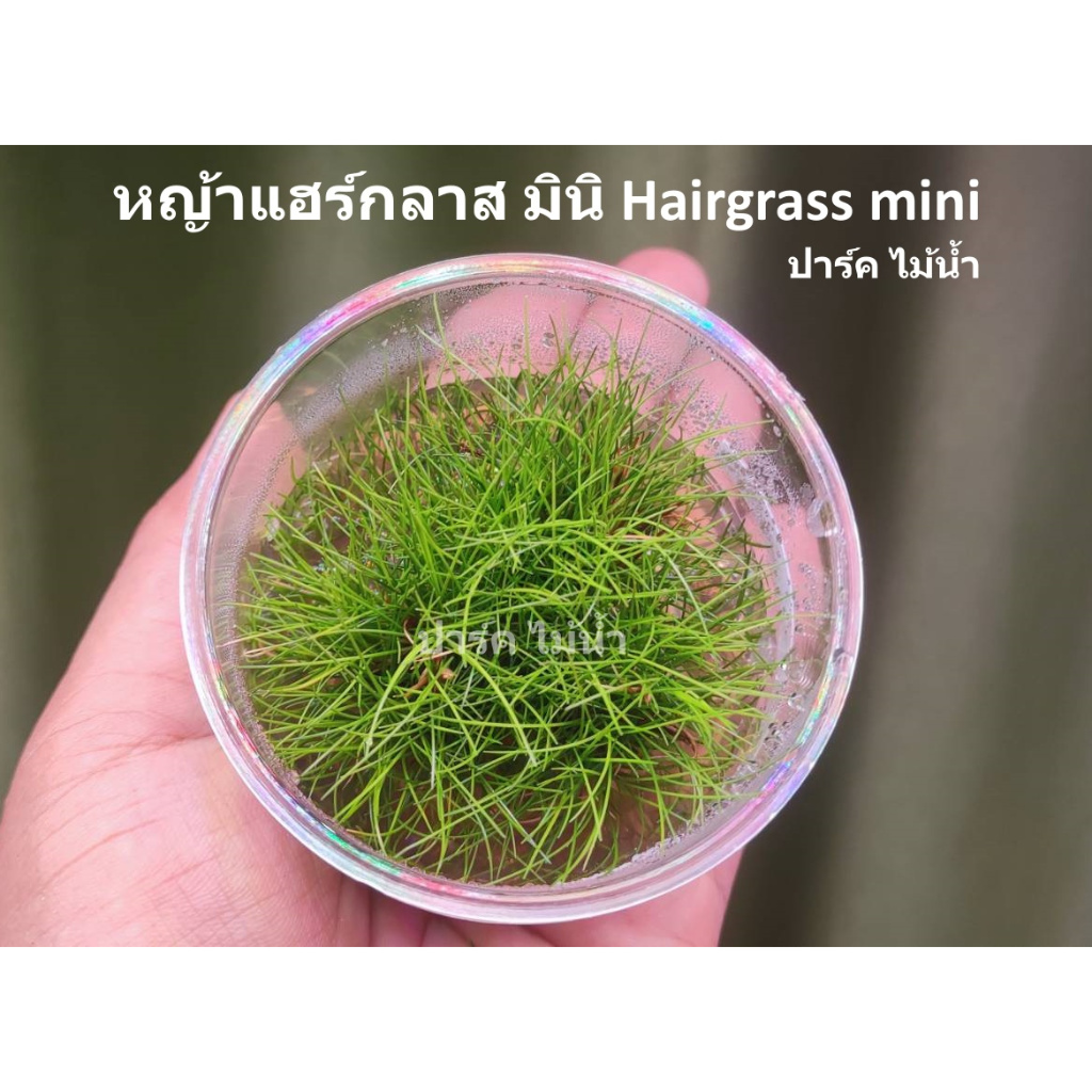 หญ้าแฮร์กลาส มินิ Hairgrass mini (เนื้อเยื่อ) พร้อมส่งร้านปาร์ค ไม้น้ำ ...