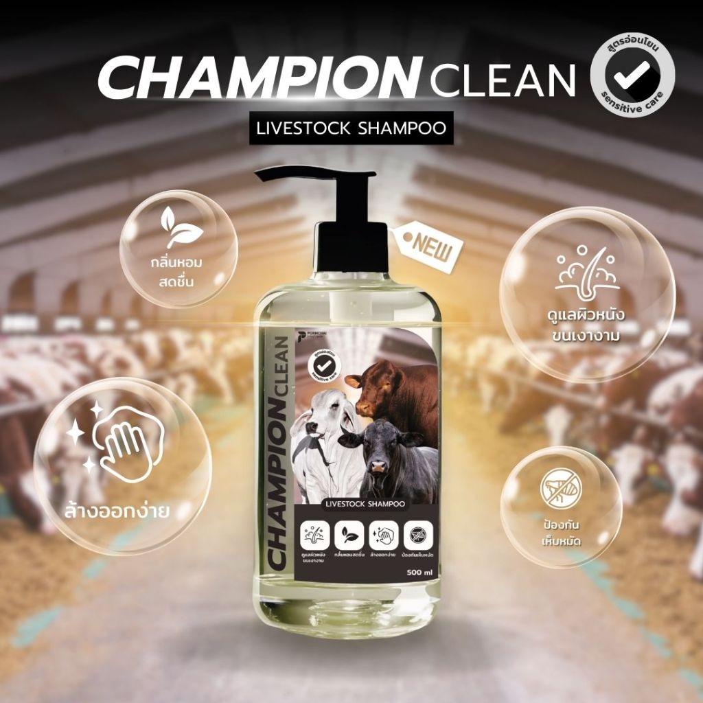 แชมพูอาบน้ำสำหรับโค/วัว Champion Clean กลิ่นโอเชียน ขนาด 500 มล. และ 5 ...