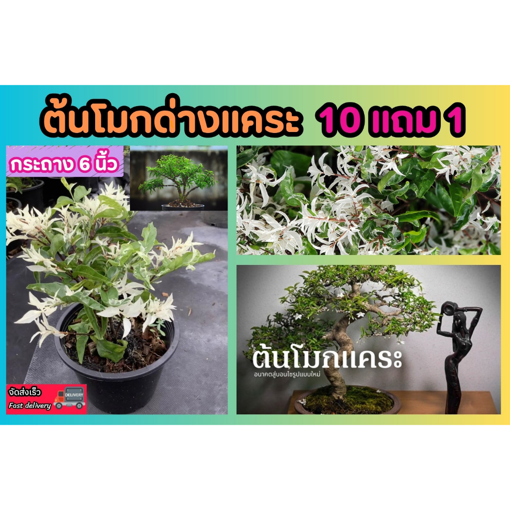 ต้นโมกด่างแคระ .โมกด่างขาว ขนาดกระถาง 6 นิ้ว ต้นไม้ด่าง บอนไซ ฟอกอากาศ ไม้มงคล จัดสวน แต่งบ้าน ดิน หินปุ๋ย ไม้แดด ผัก ยา