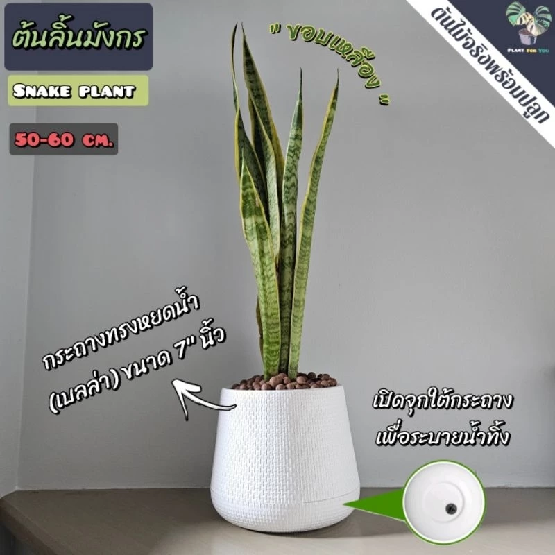 ต้นลิ้นมังกรในกระถางโมเดิร์นตั้งข้างเตียงนอน