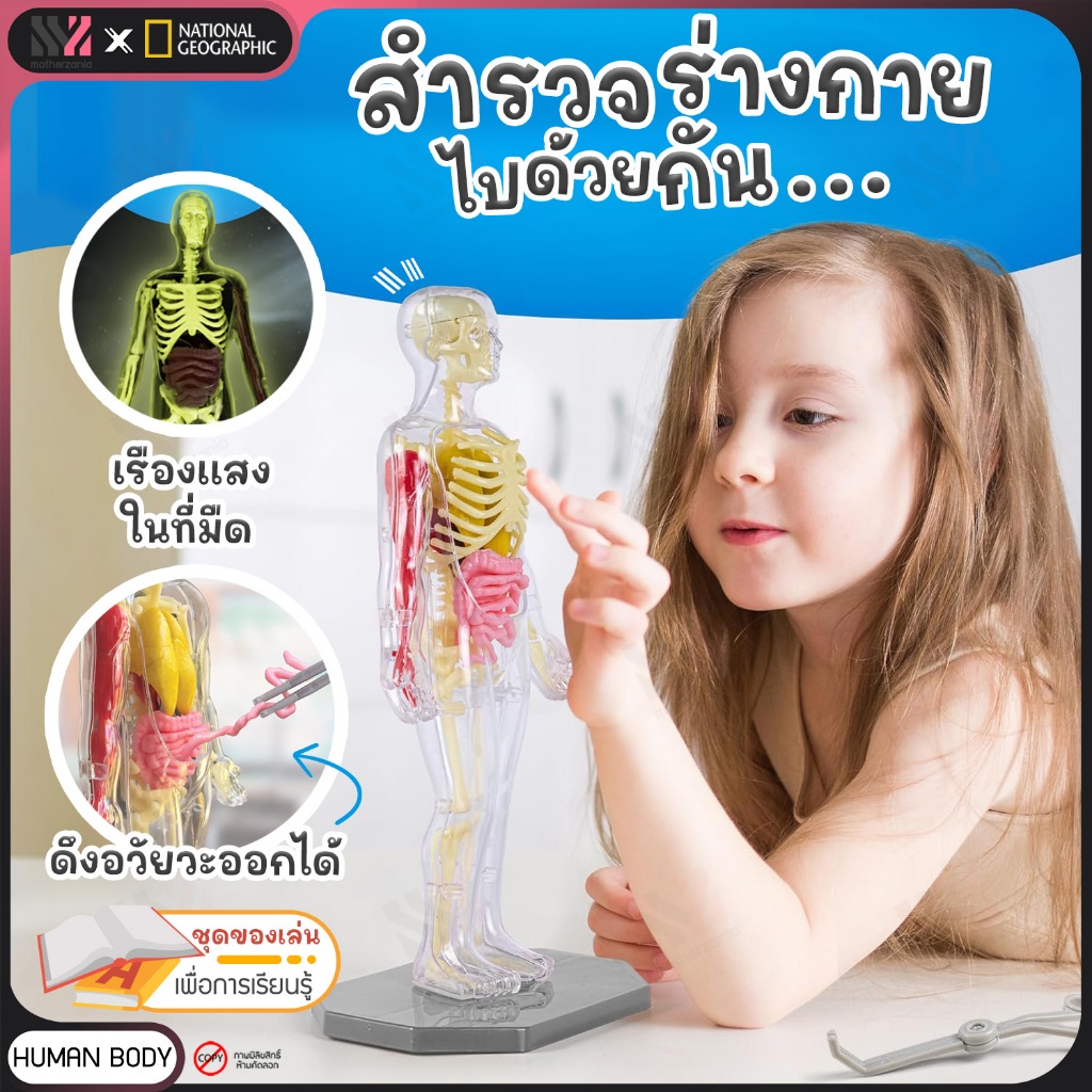 [NG-HUMAN-KIT] โมเดลกายวิภาคร่างกาย National Geographic Body Science ...