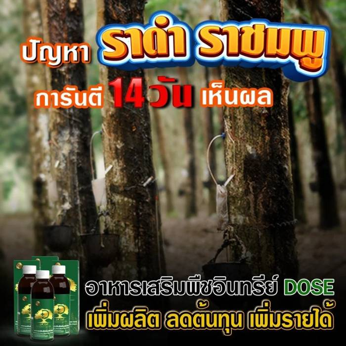 โดส-ฮอร์โมนพืช-3-ขวด-dose-อาหารเสริมพืช-เร่งผลผลิต-เร่งใบ-เร่งต้น-เร่งดอก-เร่งนํ้ายาง-เร่งโต-โตไว-ใบเขียว-เพิ่มผลผลิต