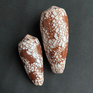 เปลือกหอยสังข์ธรรมชาติที่สวยงาม conus shell 5-7cm gong ting
