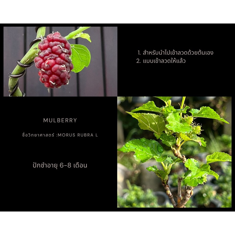 ต้นหม่อน-มัลล์เบอร์รี่-mulberry-บอนไซจิ๋ว-ผลไม้สีแดง-บอนไซ-หม่อนเบอร์รี่
