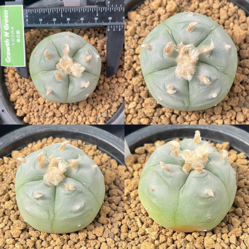 โลโฟโฟร่า-วิลเลี่ยม-เพนตะโกน่า-lophophora-williamsii-pentagona-ไม้เมล็ด-หน้าสวย-สายเลือดญี่ปุ่น