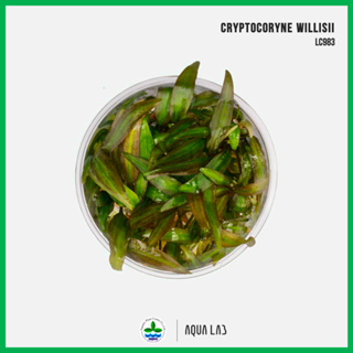 [APC] Cryptocoryne willisii [ไม้น้ำ - Aquatic Plants] LC983