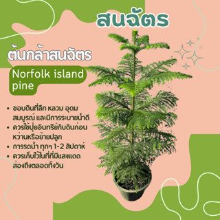 ต้นสนฉัตร ต้นกล้าสนฉัตร Norfolk island pine