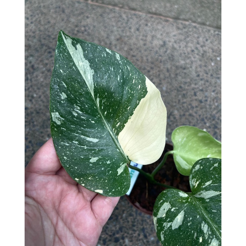 ส่งต้นตรงตามภาพ-ไทยคอน-ไทคอน-มอนไทคอน-monstera-มอนสเตอล่าไทยคอน-มอนเสตร่าไทยคอน-มอนด่าง