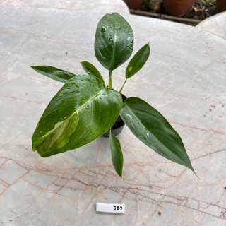 Philodendron Jose Buono ไม้เนื้อเยื่อ เลือกต้นได้