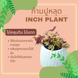 ก้ามปูหลุด หรือ ปีกแมลงสาบ ไม้คลุมดิน ไม้แดด inch plant